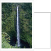 Akaka Falls by Anonymous
