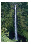 Akaka Falls by Anonymous