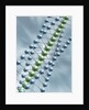 Chain of Molecules by Anonymous