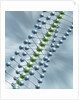 Chain of Molecules by Anonymous