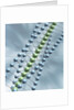 Chain of Molecules by Anonymous