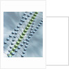 Chain of Molecules by Anonymous