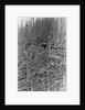 Helicopter Removing Fallen Trees by Anonymous
