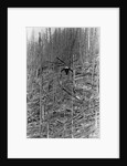 Helicopter Removing Fallen Trees by Anonymous