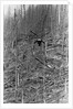 Helicopter Removing Fallen Trees by Anonymous