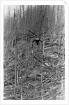 Helicopter Removing Fallen Trees by Anonymous
