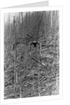 Helicopter Removing Fallen Trees by Anonymous