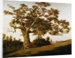 The Charter Oak by Charles de Wolfe Brownell