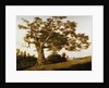 The Charter Oak by Charles de Wolfe Brownell