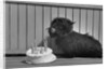 Fala Roosevelt on His Fourth Birthday by Anonymous