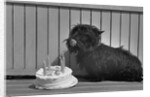 Fala Roosevelt on His Fourth Birthday by Anonymous