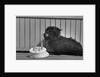 Fala Roosevelt on His Fourth Birthday by Anonymous