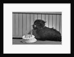Fala Roosevelt on His Fourth Birthday by Anonymous