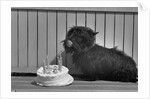 Fala Roosevelt on His Fourth Birthday by Anonymous