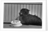 Fala Roosevelt on His Fourth Birthday by Anonymous