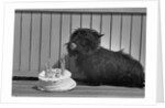 Fala Roosevelt on His Fourth Birthday by Anonymous