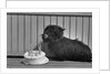 Fala Roosevelt on His Fourth Birthday by Anonymous