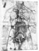 Drawing of an anatomical study by Leonardo da Vinci