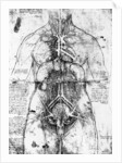Drawing of an anatomical study by Leonardo da Vinci