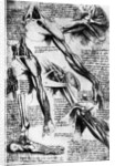 Drawing Studies of Arms, Hands, and Feet by Leonardo da Vinci