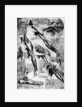 Drawing Studies of Arms, Hands, and Feet by Leonardo da Vinci