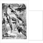 Drawing Studies of Arms, Hands, and Feet by Leonardo da Vinci