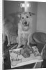 Sandy the Dog, from "Annie" by Anonymous