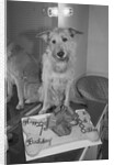 Sandy the Dog, from "Annie" by Anonymous