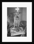 Sandy the Dog, from "Annie" by Anonymous