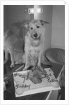 Sandy the Dog, from "Annie" by Anonymous