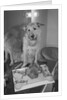 Sandy the Dog, from "Annie" by Anonymous