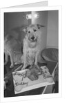 Sandy the Dog, from "Annie" by Anonymous