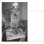Sandy the Dog, from "Annie" by Anonymous