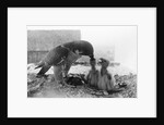 Peregrine Falcon Feeding Her Chicks by Anonymous
