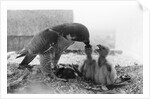 Peregrine Falcon Feeding Her Chicks by Anonymous