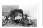 Peregrine Falcon Feeding Her Chicks by Anonymous
