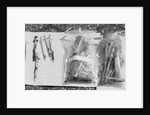 Syringes Washed Ashore on Staten Island by Anonymous