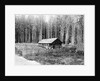 Homesteader In Home In Forest by Anonymous