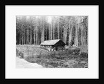 Homesteader In Home In Forest by Anonymous