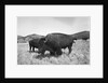Bison in Wildlife Refuge by Anonymous