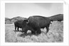 Bison in Wildlife Refuge by Corbis