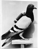 U.S. Army Carrier Pigeon by Anonymous