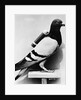 U.S. Army Carrier Pigeon by Anonymous