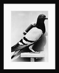 U.S. Army Carrier Pigeon by Anonymous