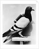 U.S. Army Carrier Pigeon by Anonymous