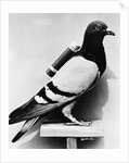 U.S. Army Carrier Pigeon by Anonymous