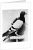 U.S. Army Carrier Pigeon by Anonymous