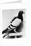 U.S. Army Carrier Pigeon by Anonymous