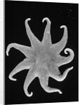 Northern Sun Star (Solaster endeca) by Anonymous