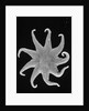 Northern Sun Star (Solaster endeca) by Anonymous